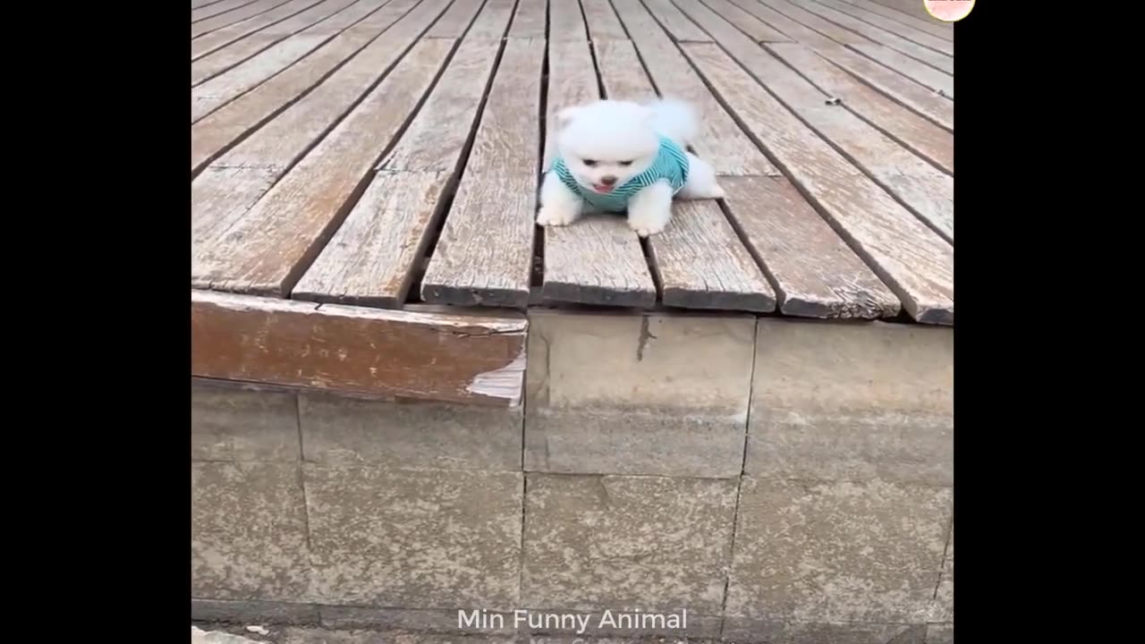 Funny animal video