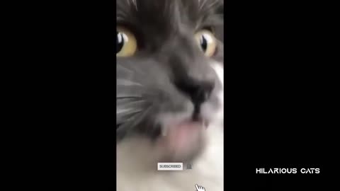 .Cute and Funny Cat Videos Of The 2022 - 2023 - Funniest Cats Compilation #1