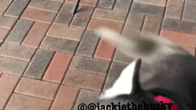 funny & cute animals