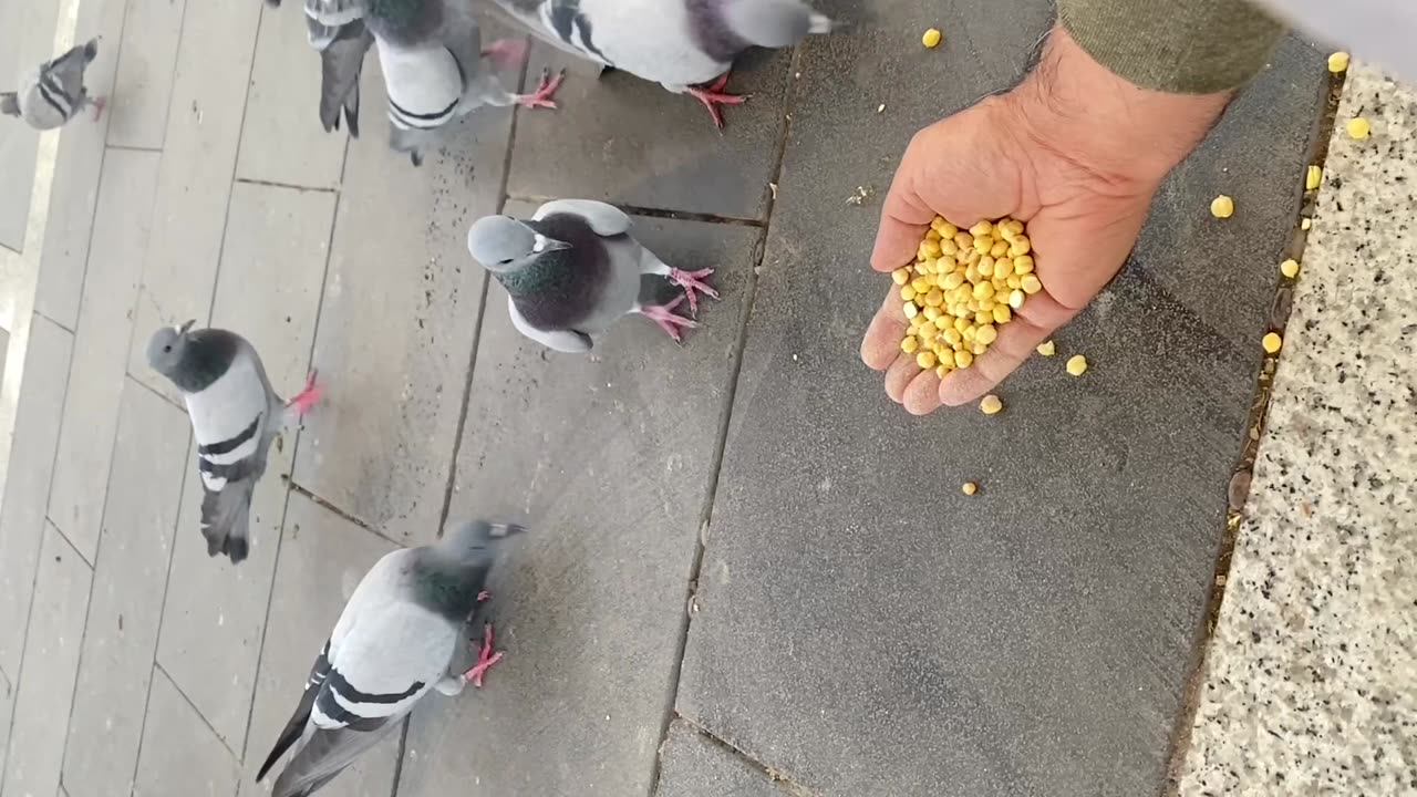 Pigeon eats from hand 🤩