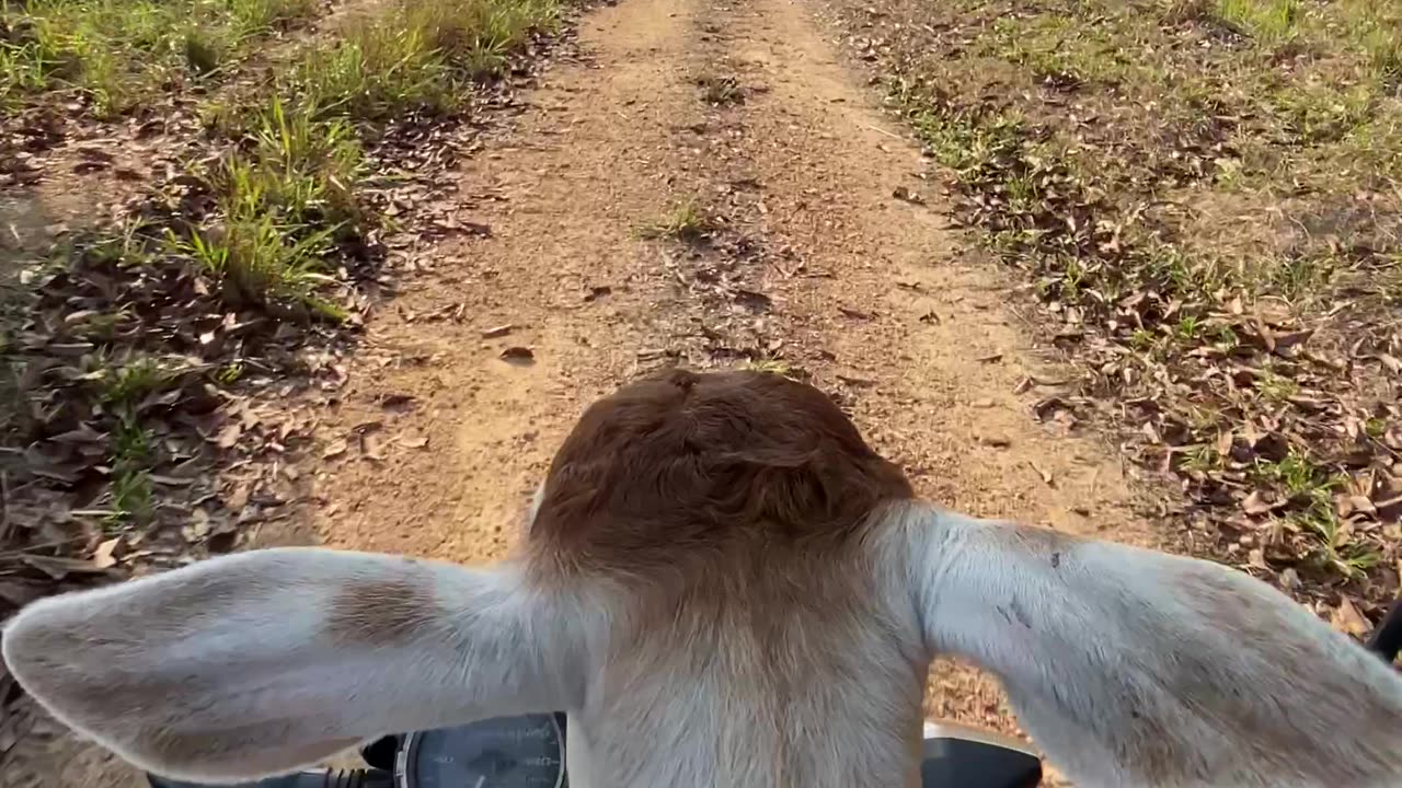 Calf Takes A Motorcycle Ride