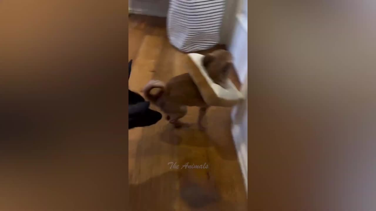 Best Funny Animal Videos Of The 2023 🤣 - Funniest Cats And Dogs Videos 😺😍 (70)