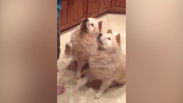 Fluffy Dogs Raise Their Paws When It's Their Turn For A Treat