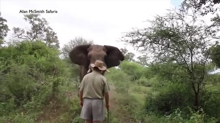 Wild Animals