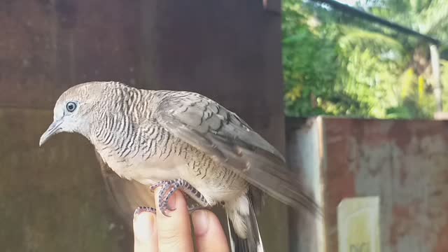 Bird Whispers Into Microphone for 4 Minutes Straight (to cure your sadness)