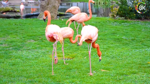 Animals in 8K ULTRA HD