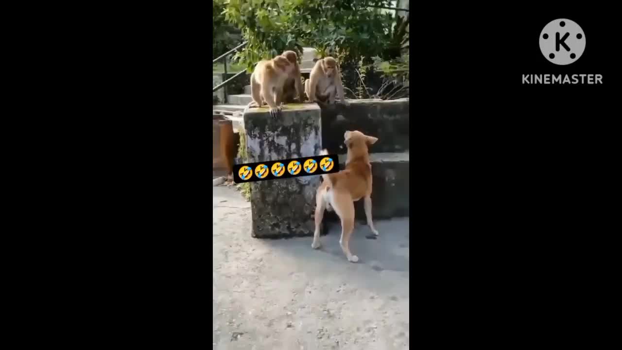 Comedy / funny monkey and dog🙉🙊🐒🐕🐕