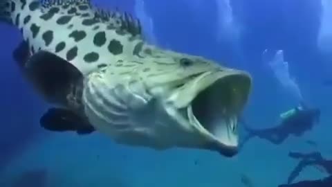 This is a beautiful and charming water-dwelling species