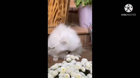 Cute dog playing flower and water