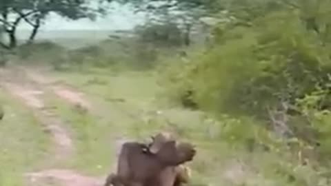 Tiger attacked 🤨🤨