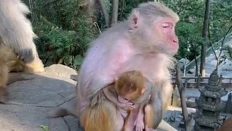 This monkey mother is too rude to take her baby