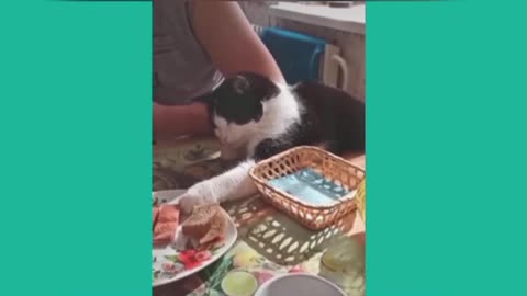 Funny animals video [cats and dogs playing and doing funny things]