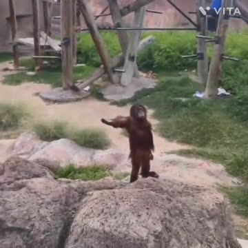 Look how this monkey asks for the apple