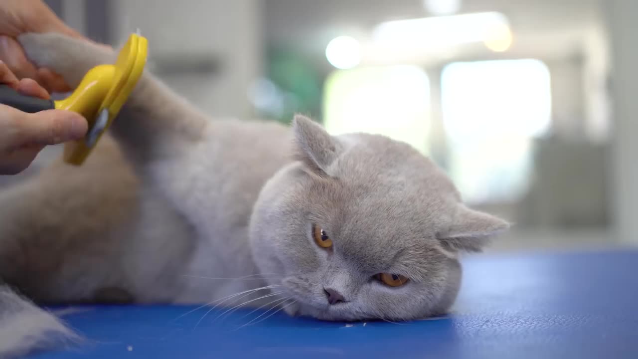 Lovely cat with orange aye🥰