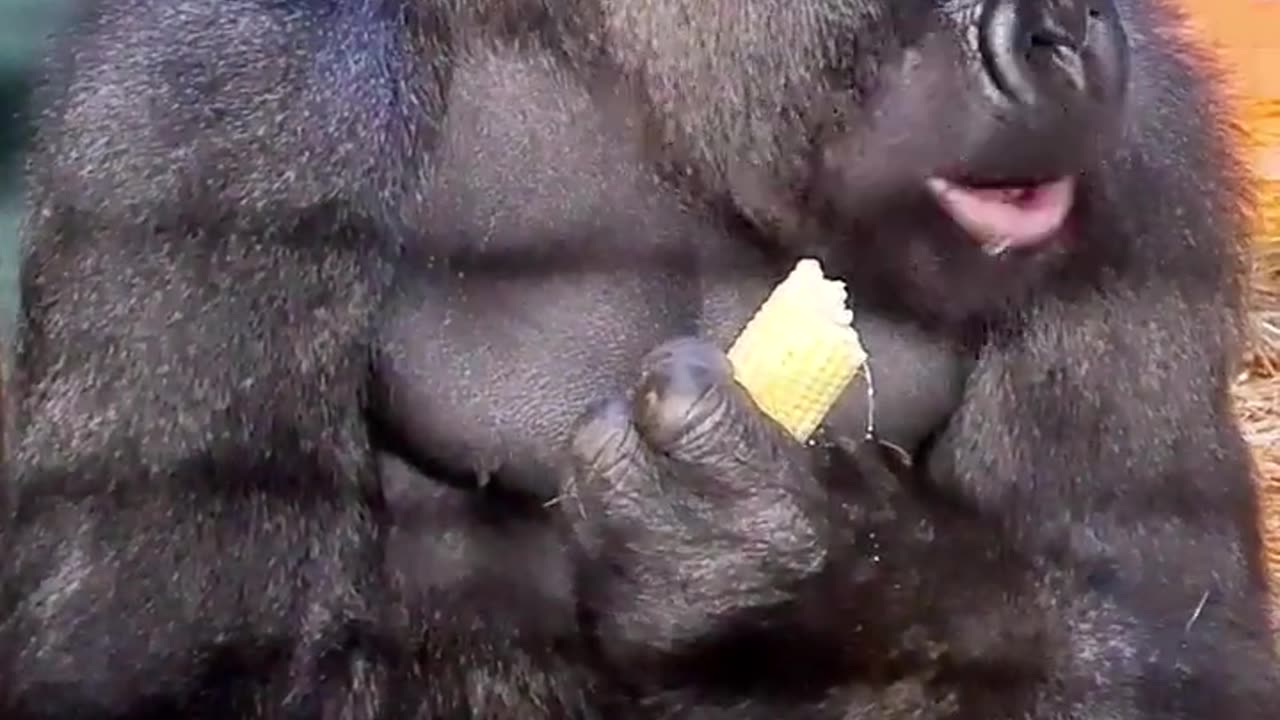 It's corn! #gorillas #love #corn #fyp #youtubeshorts #animals #shorts