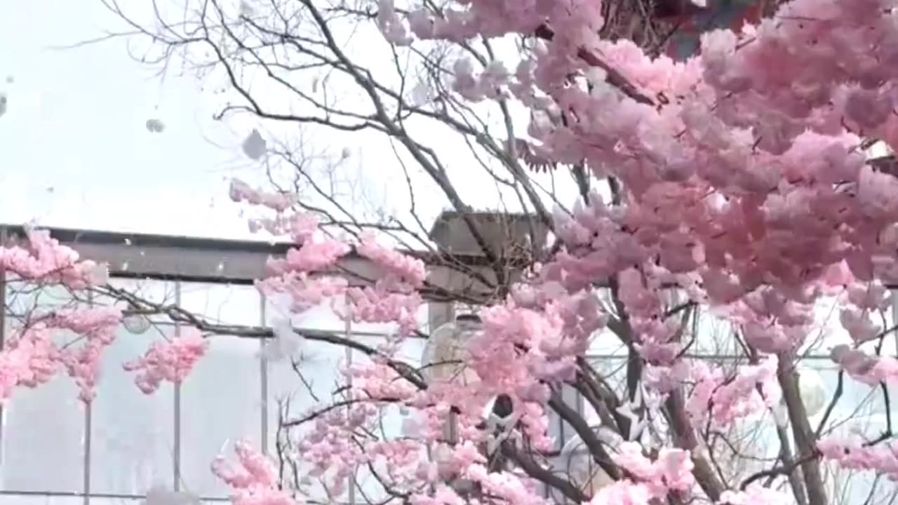 Beautiful flowers, of course you have to look at them with the most beautiful girl.