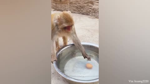 Impossible You Laugh You Lose with these FUNNIEST Animals😂🐱🐶 (1080p)