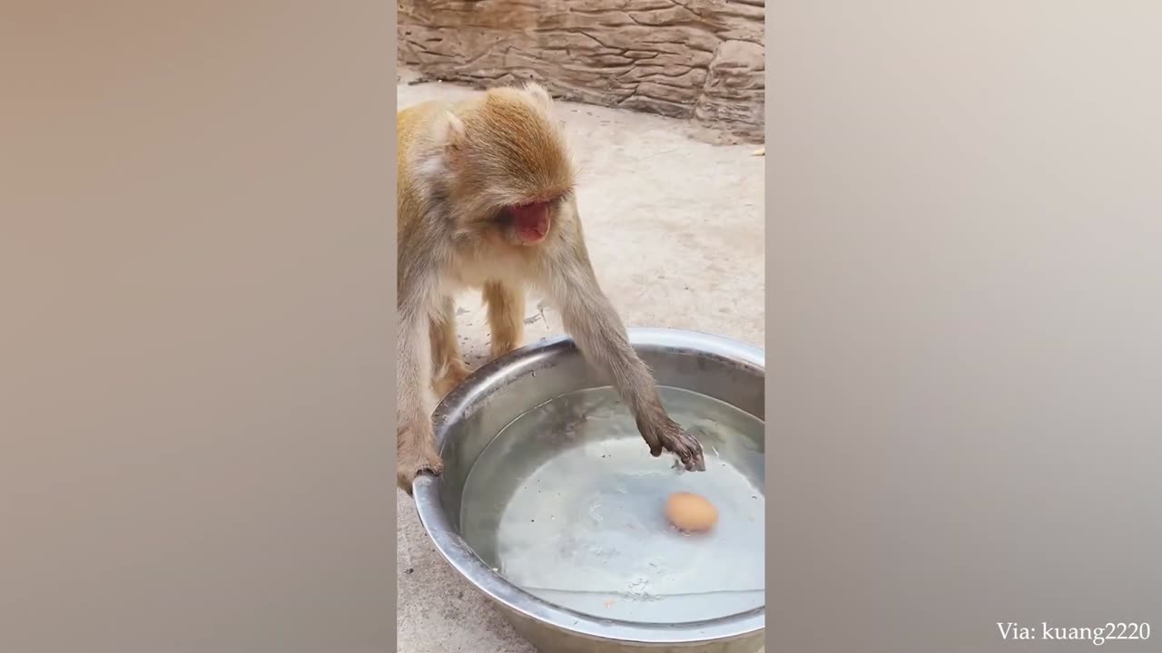 Impossible You Laugh You Lose with these FUNNIEST Animals😂🐱🐶 (1080p)