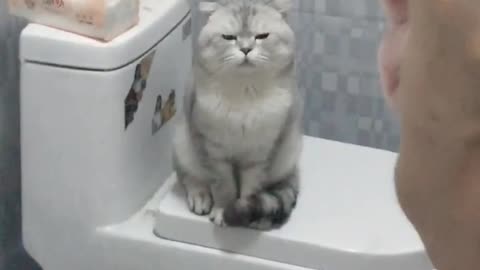 I have a quiet cat