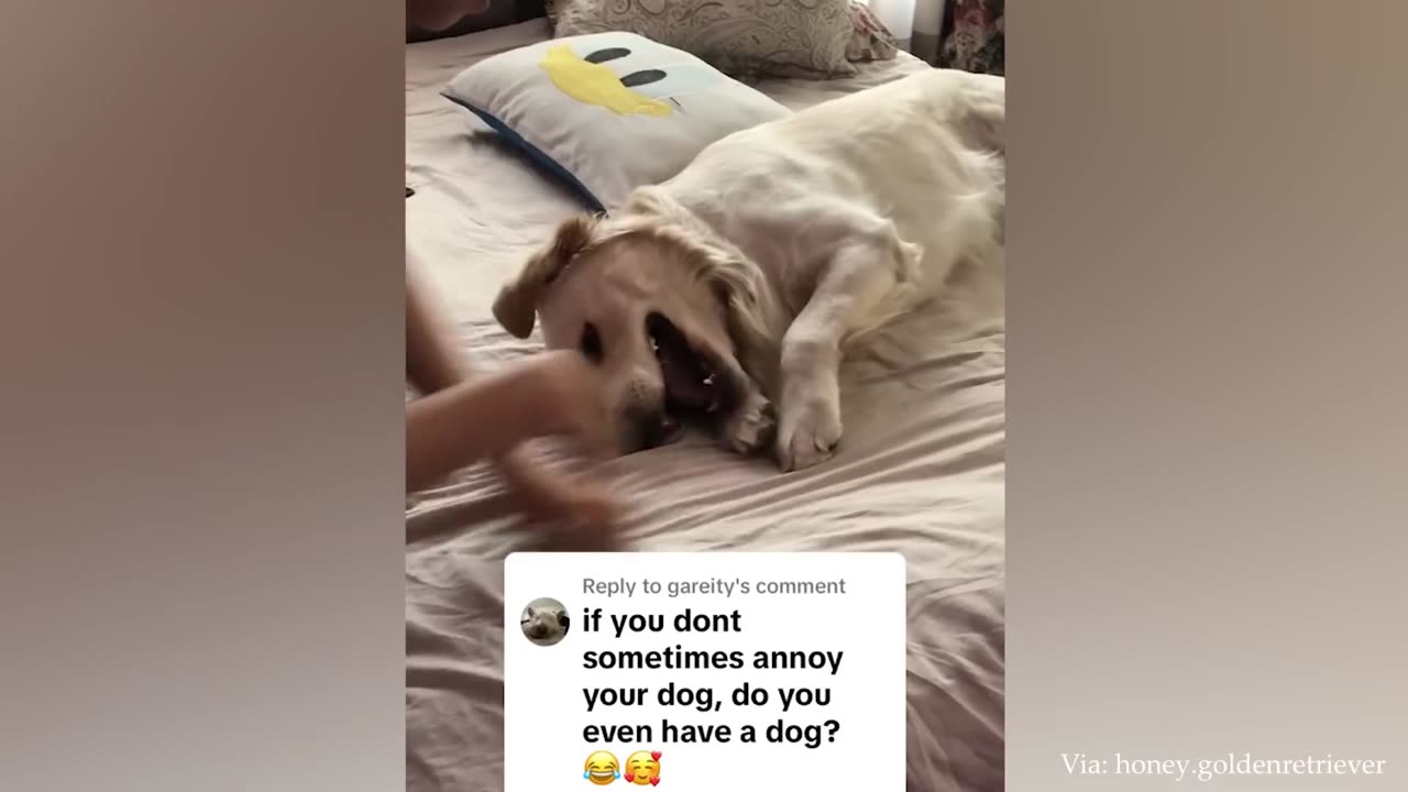 The Best Funny Animal Video Of The Week