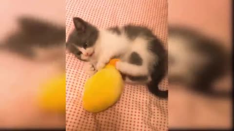 Cat Reaction to Playing Toy - Funny Cat