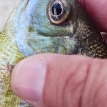 Blue gill