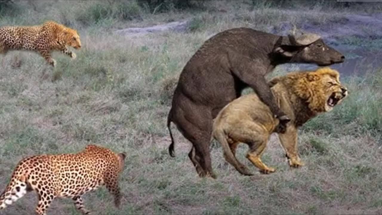 Legendry mother buffalo fights 20 Lions lepers to protect her new