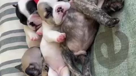 Bulldog