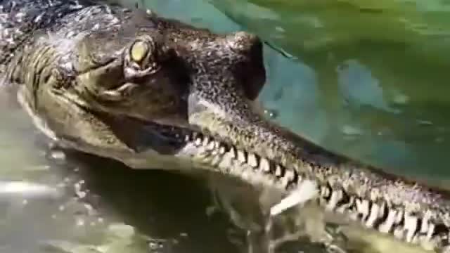 The crocodile