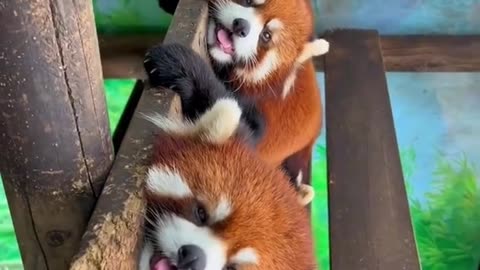 Red Pandas🥰🥰🥰