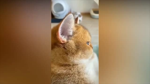 cute little cats beautiful cats moments cat videos