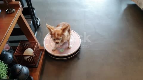 Dog playing on robot