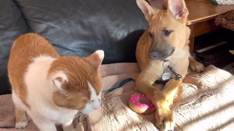 Cat welcomes new puppy.. LOL