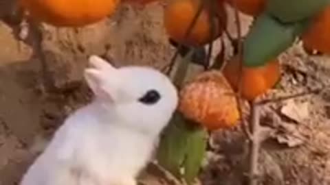 Funny animals videos