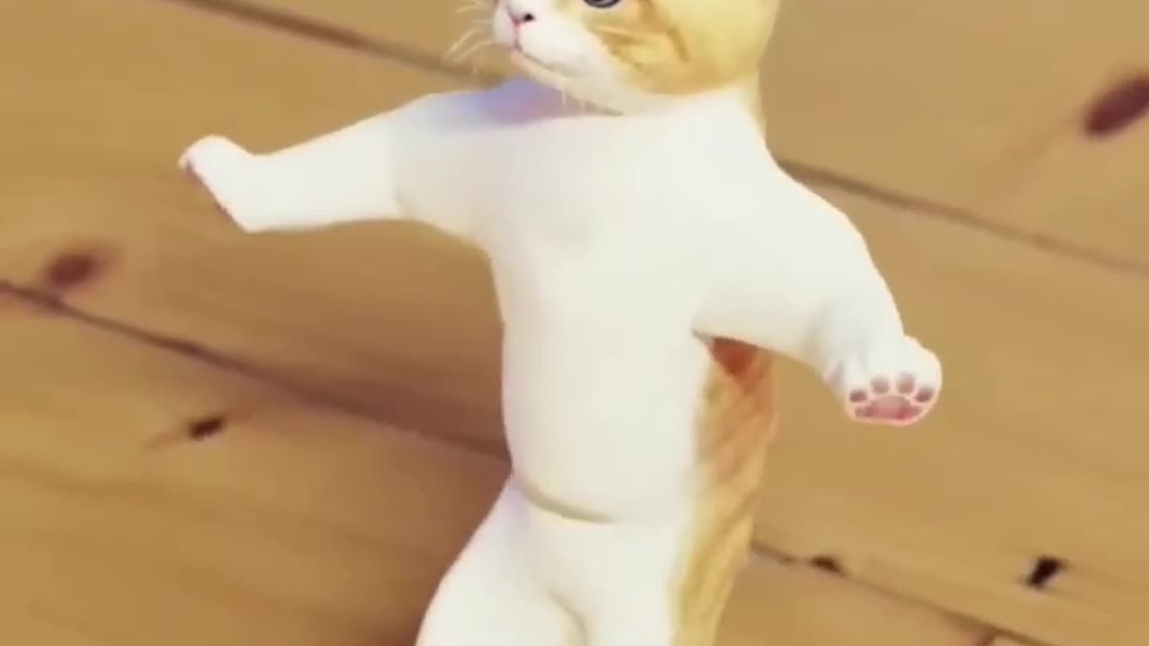 Funny cat dance🐱🐱