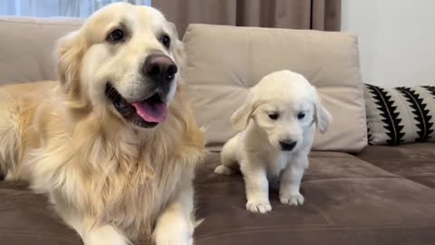 Golden Retriever Reacts to Golden Retriever Puppy