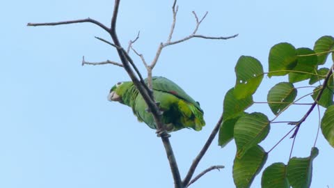 A green bird