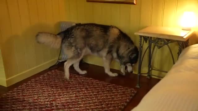 What its Like Sharing a Bedroom With Giant Husky!