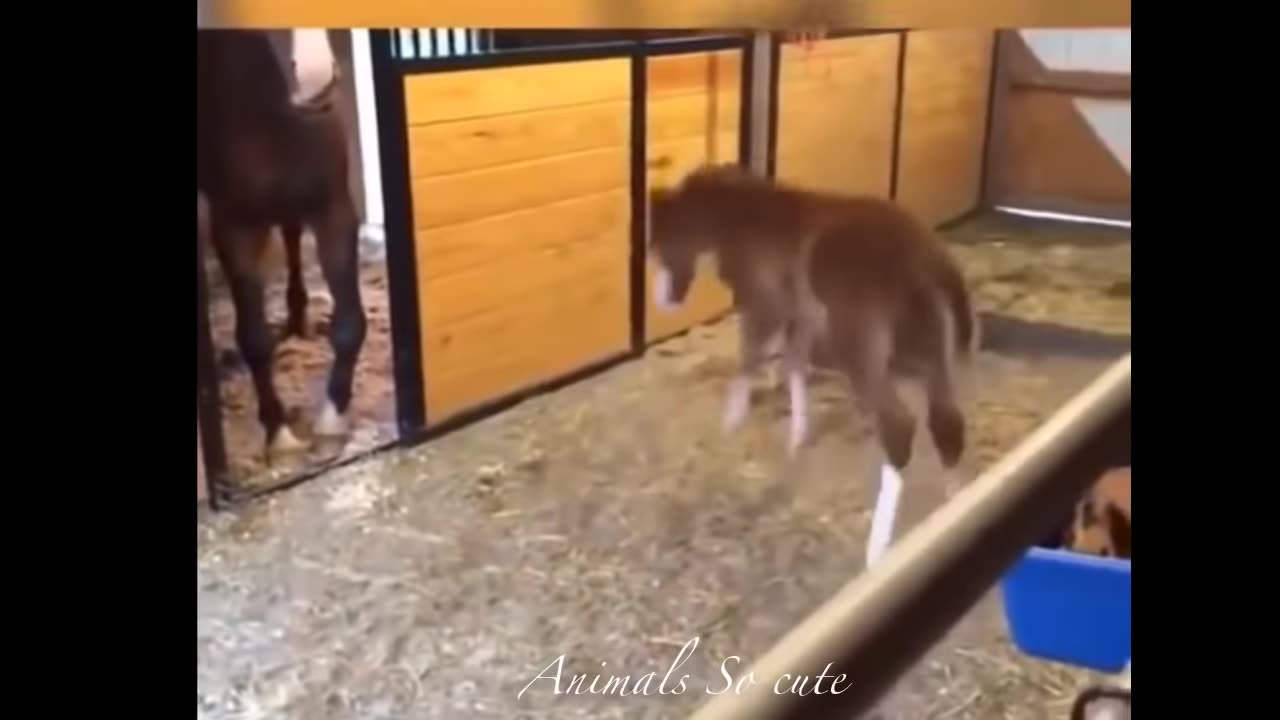 Cute horses running jumping and being trained