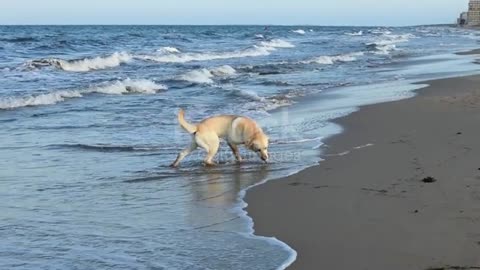 Labrador dog playing on the beach