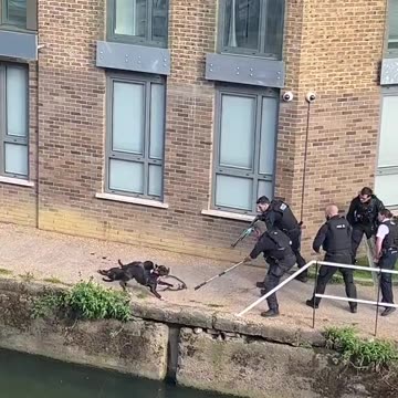 So according to the Met Police they coldly gunned down these two dogs