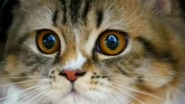 Relieve Stress In Seconds, You've Finally Found Us! | Relaxing Nature Clips