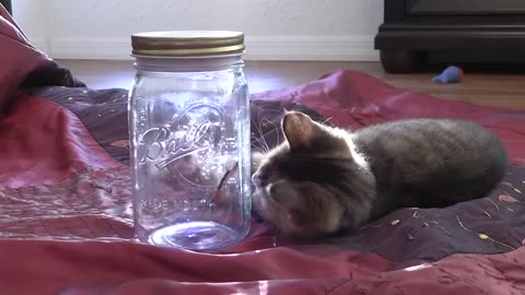 Cute Kittens React to Meeting a Butterfly