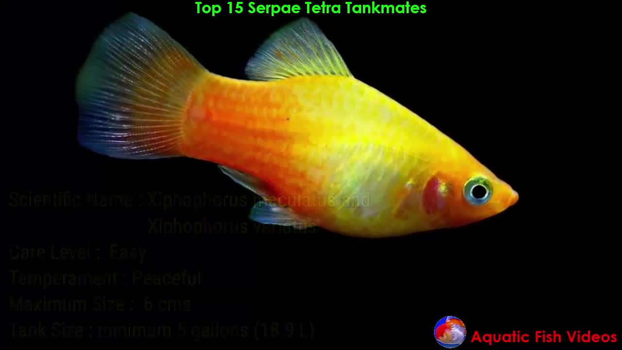 Top 15 Serpae Tetra Tankmates