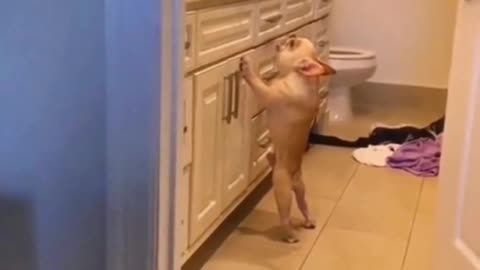 Funny Dog vedio | #cute Dog