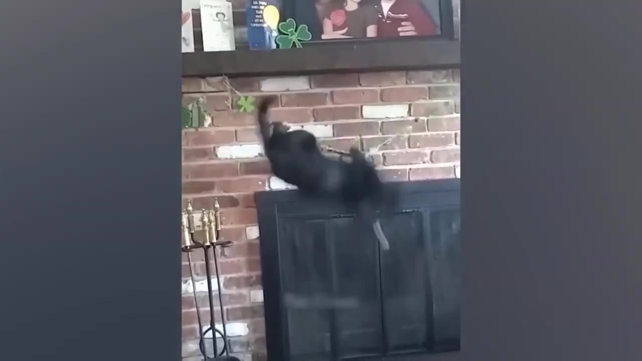Best Funny Animal Videos 7