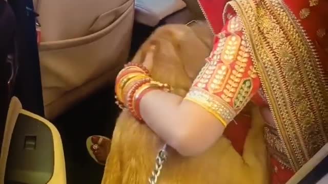 The dog was crying for girl weddings time video