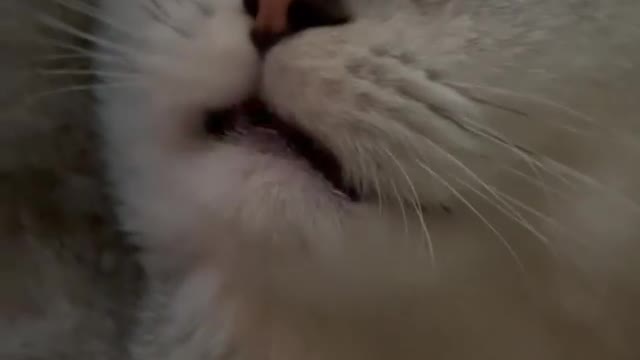 Check this drunk cat