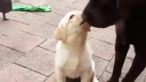 Dog kissing sence.