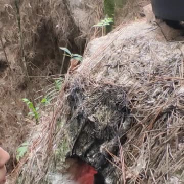 COOKING OUTDOOR ASMR MUKBANG BRAZILIAN GIRL